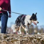 non-stop-dogwear-ramble-gruen-brustgeschirr-hundegeschirr-s9